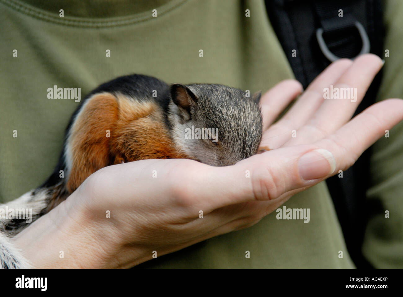 Bambino variegato di scoiattolo. Monteverde Costa Rica Foto Stock
