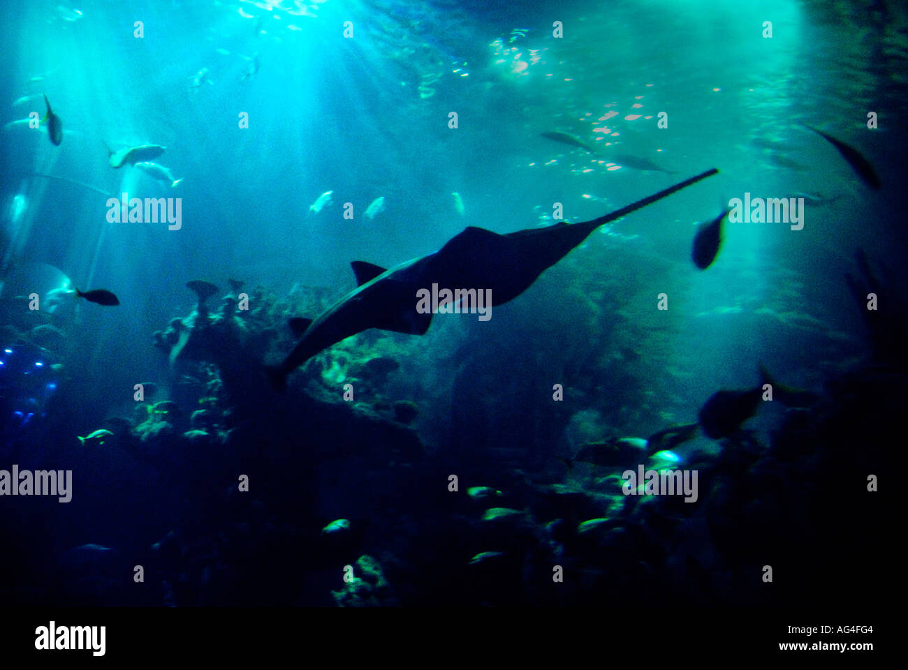 Un Sawfish, una specie in via di estinzione della famiglia ray, caratterizzato da una lunga visto-come muso, noto anche come un falegname di squalo, incontrate al profondo. Foto Stock