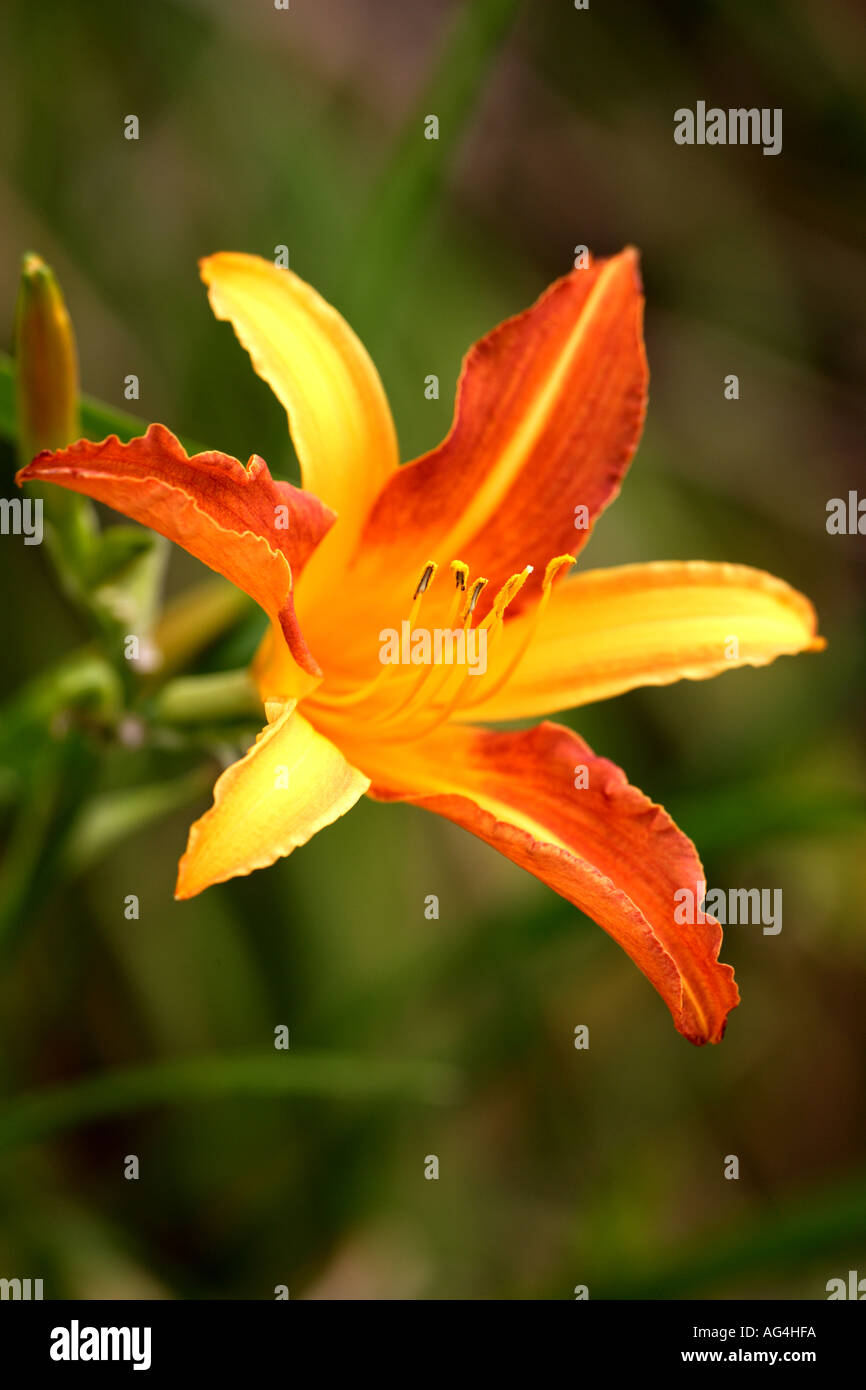 Hemerocallis Jane Graham Wisley Royal Horticultural Gardens Surrey in Inghilterra Foto Stock