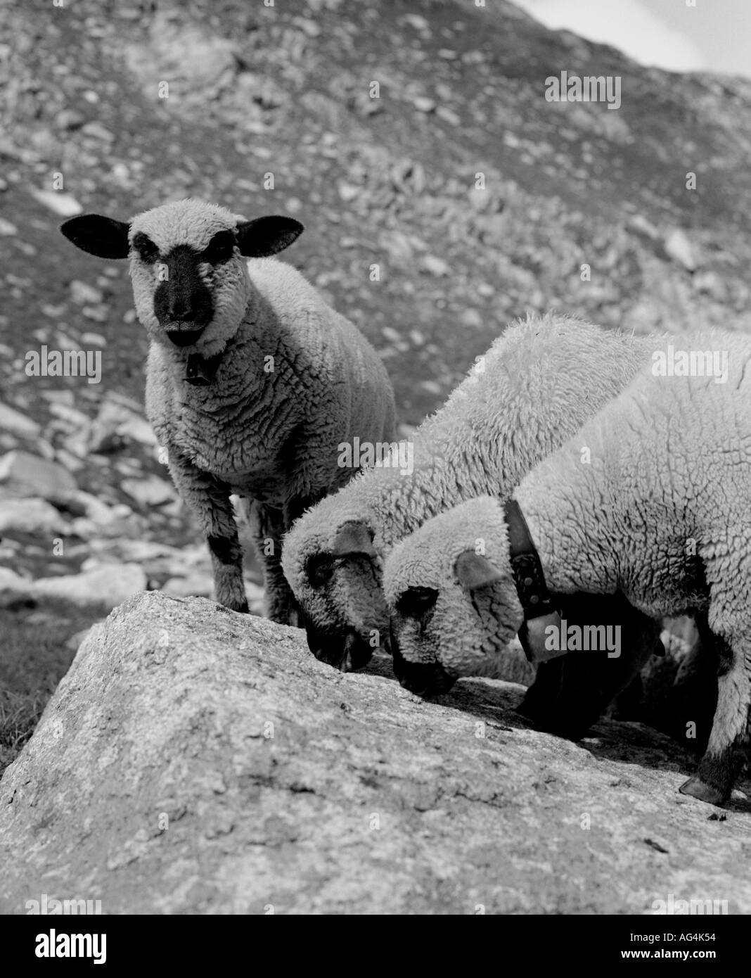 Pascolo delle pecore sul passo del Grimsel, Svizzera Foto Stock