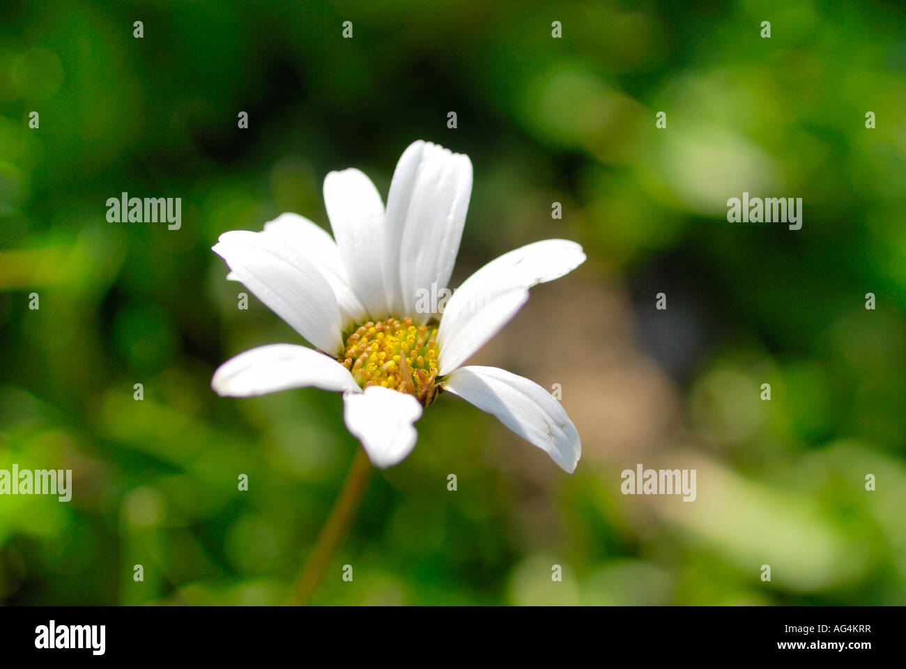 Un Daisy comune (Bellis perennis), Malbun li Foto Stock