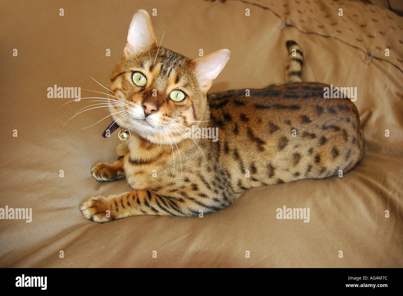 Il Bengala gatto domestico sdraiato Foto Stock