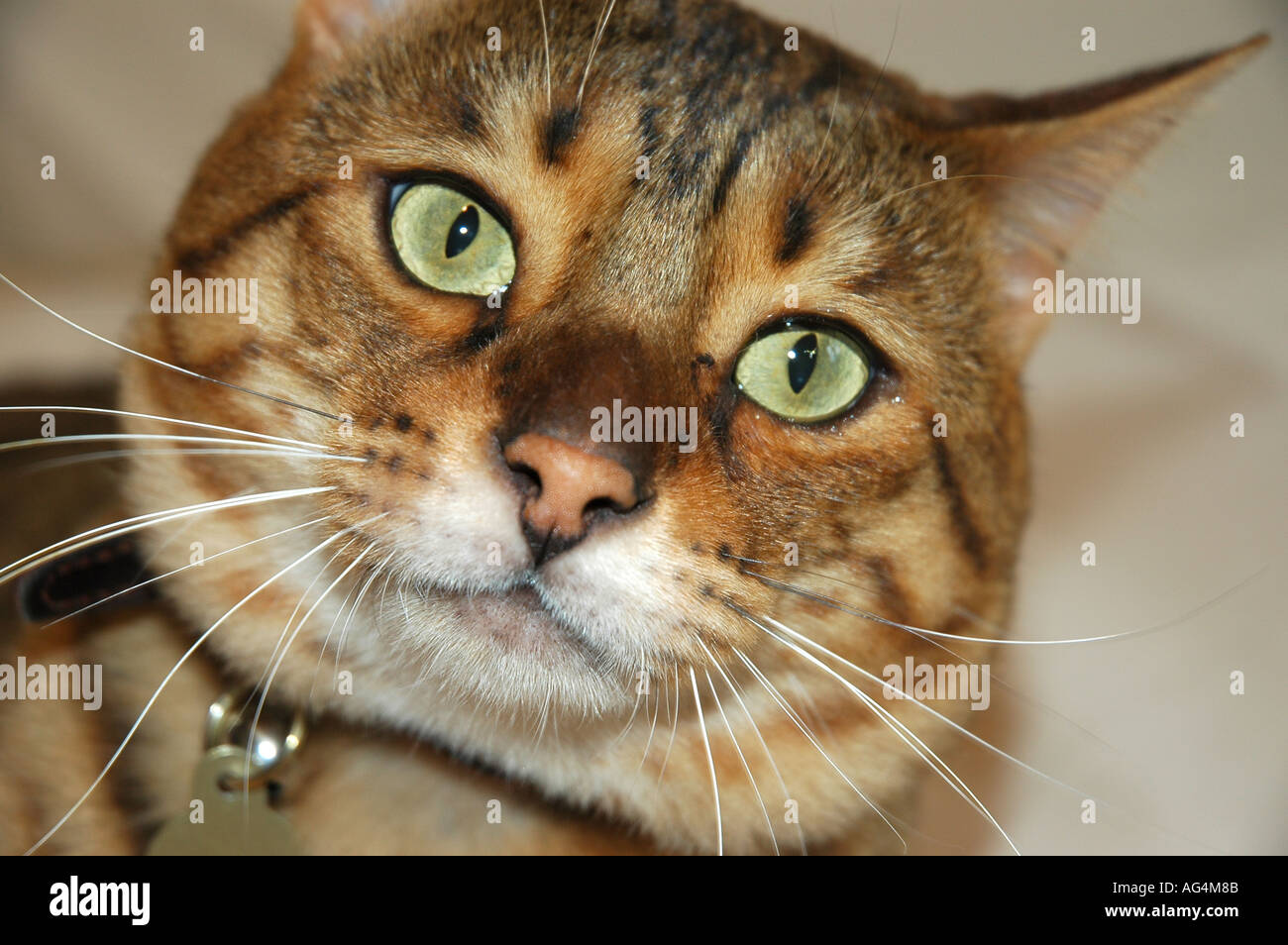 Pedigree bengala Gatto domestico close up della testa Foto Stock