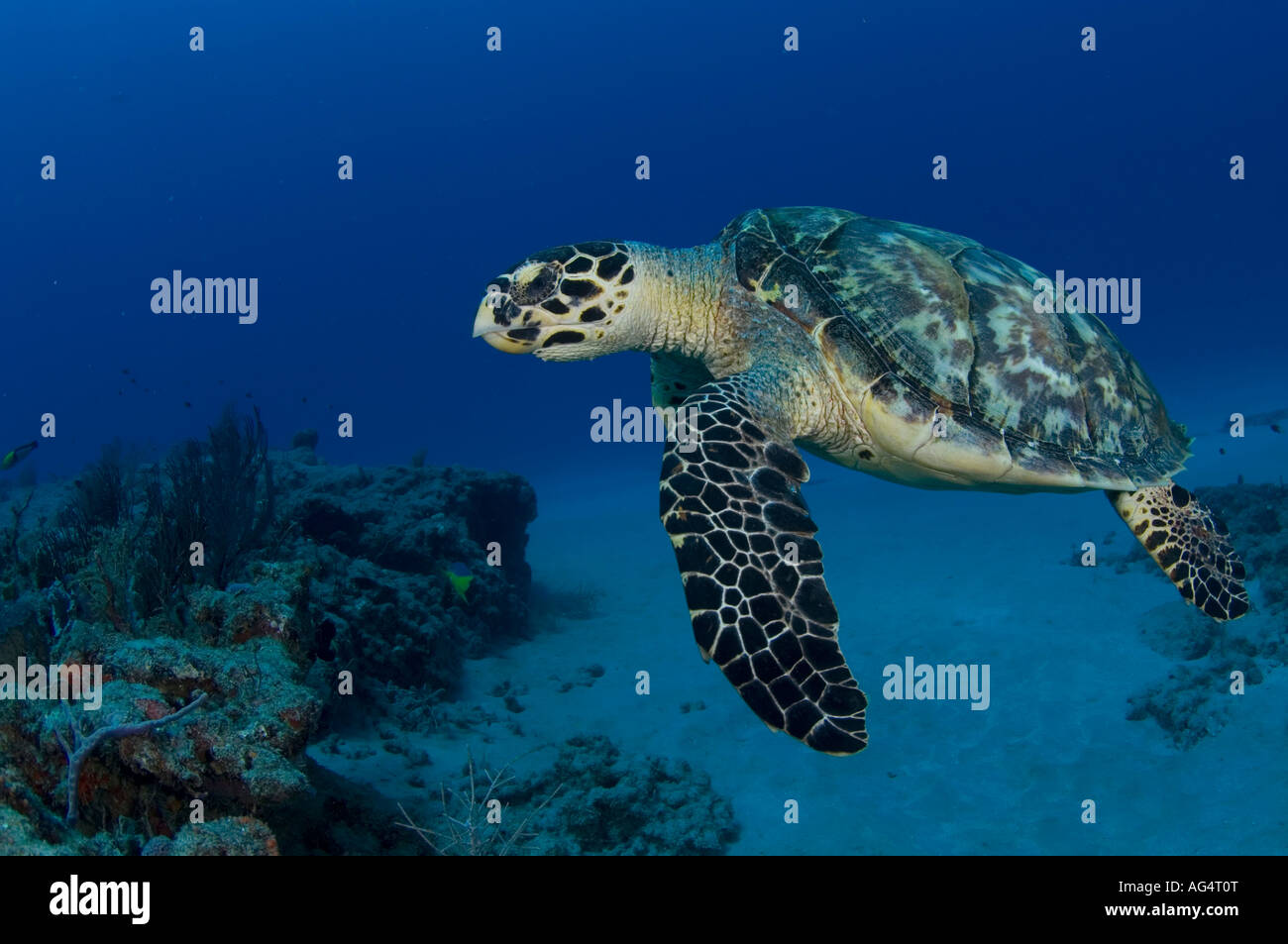 Un pericolo tartaruga embricata (Eretmochelys imbricata) in Palm Beach. FL. Foto Stock