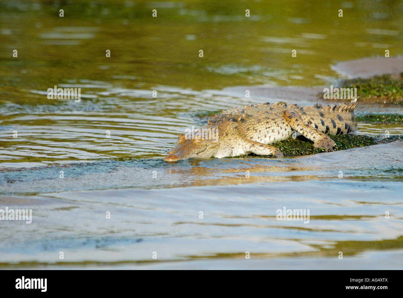Coccodrillo americano Crocodylus acutus Tortuguero Costa Rica Foto Stock