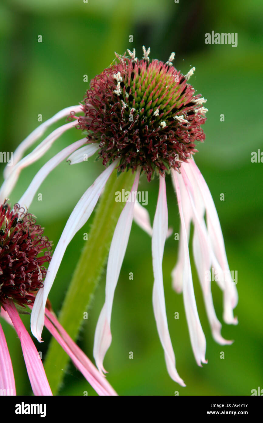 ECHINACEA PALLIDA CONEFLOWER pallido Foto Stock