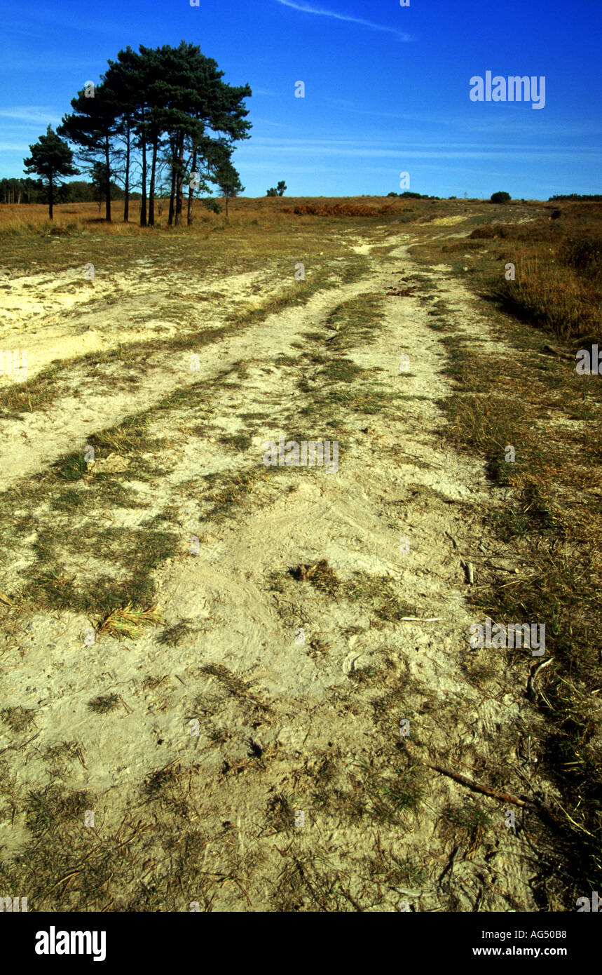 Fuoco pausa Ashdown Forest East Sussex Regno Unito Foto Stock