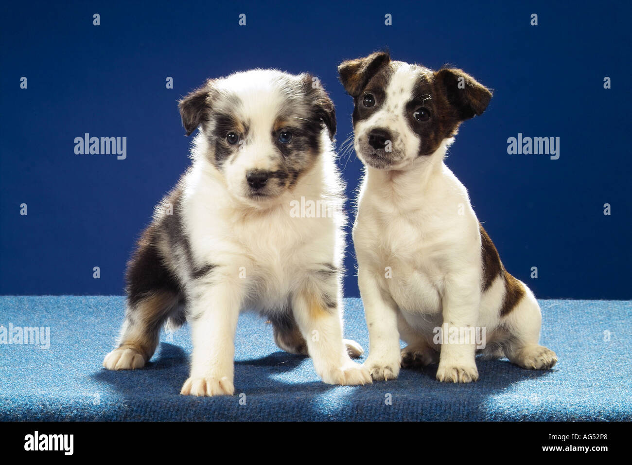 Jack Russell Terrier cucciolo e pastore australiano cucciolo - seduta Foto Stock