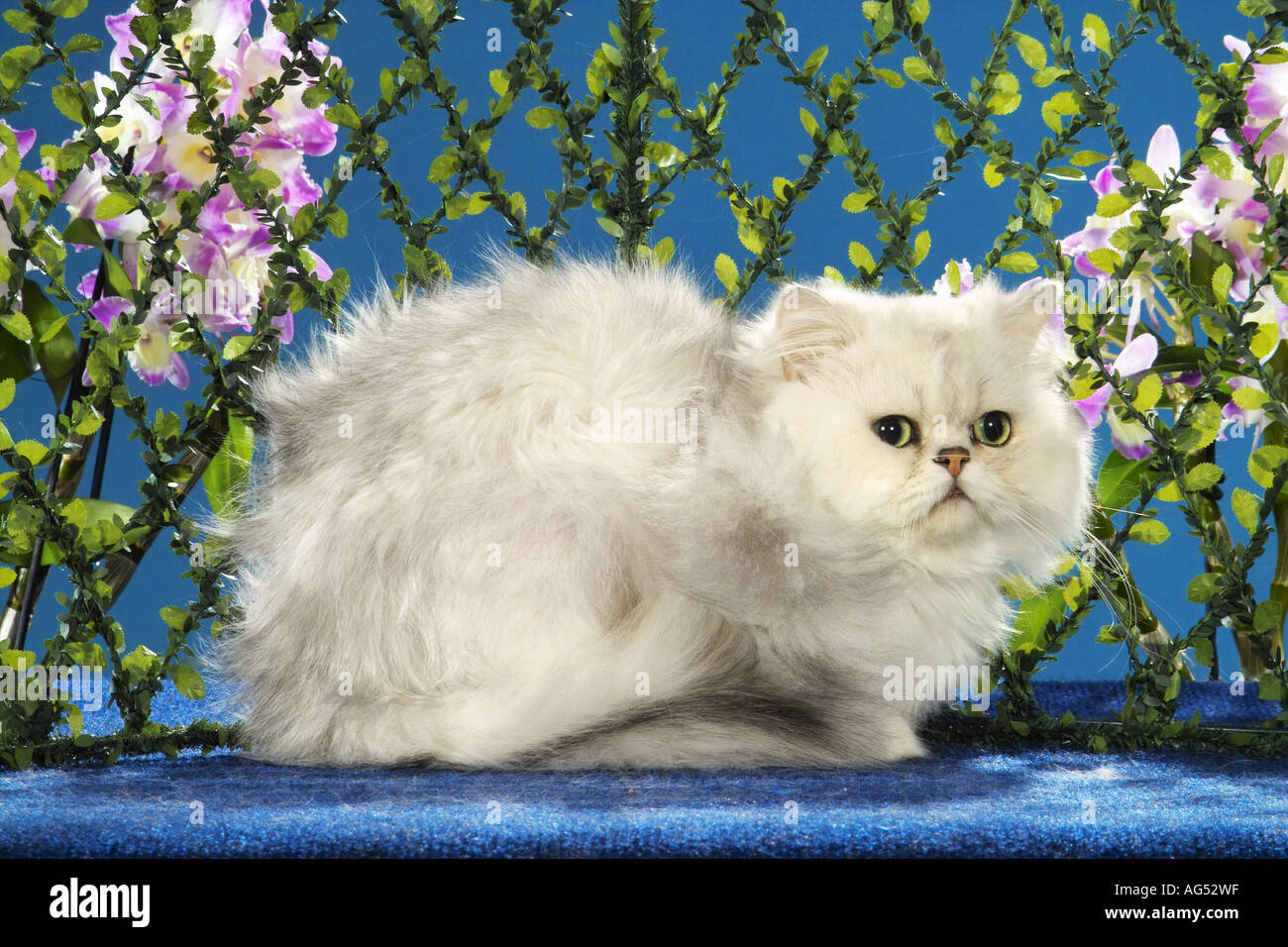 Gatto persiano ( silver ombreggiato ) - giacente Foto Stock
