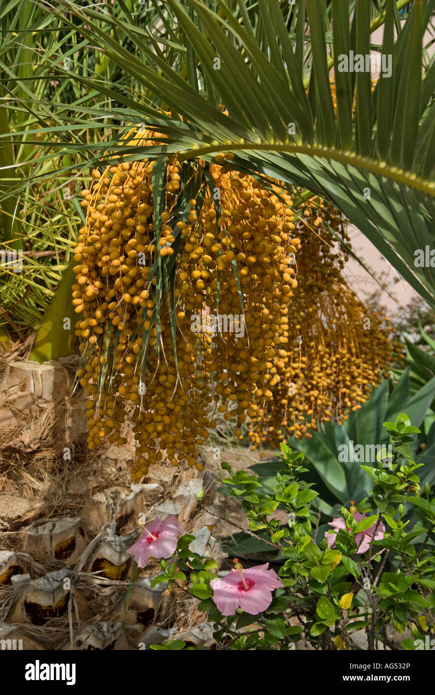 Isole Canarie Data Palm (Phoenix canariensis) La Gomera, isole Canarie, Spagna. Nota Hibiscus Foto Stock