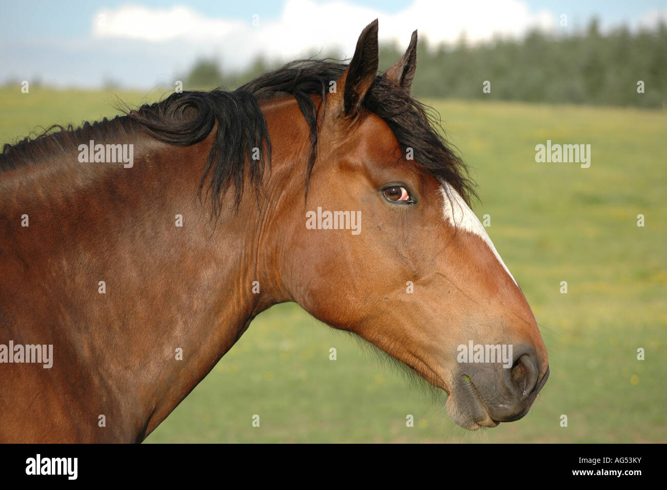 Bay a cavallo con blaze Foto Stock