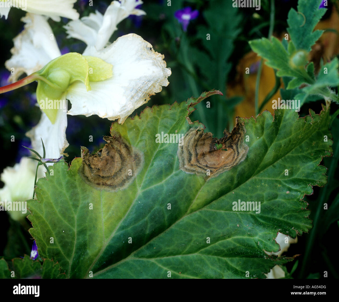 La muffa grigia Botrytis cinerea bersaglio come macchia di foglia su Begonia x tuberhybrida Foto Stock