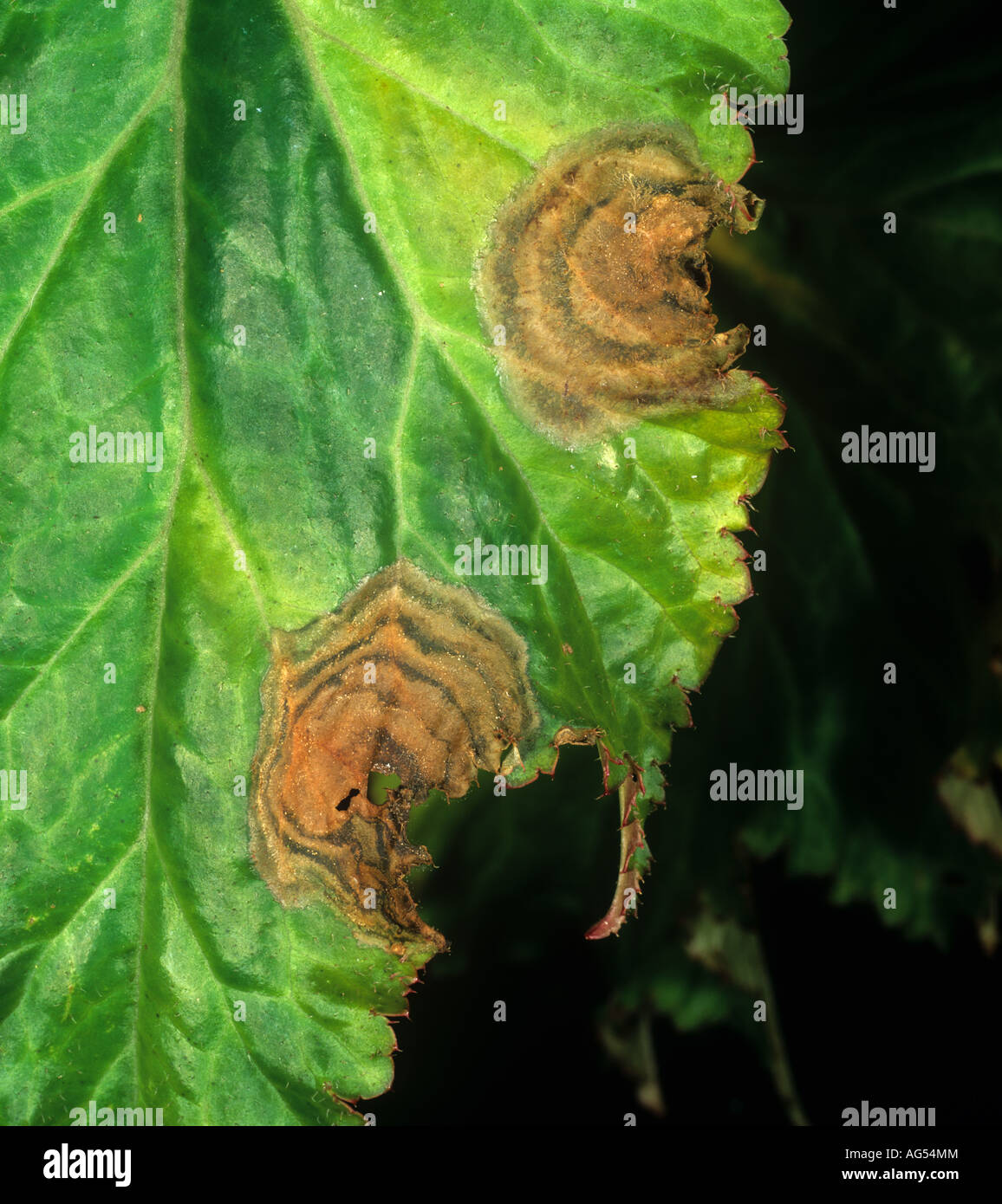La muffa grigia Botrytis cinerea bersaglio come macchia di foglia su Begonia Foto Stock