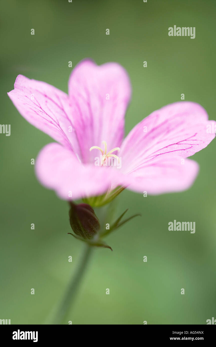 Geranio oxonianum UNA T Johnson fiore Foto Stock