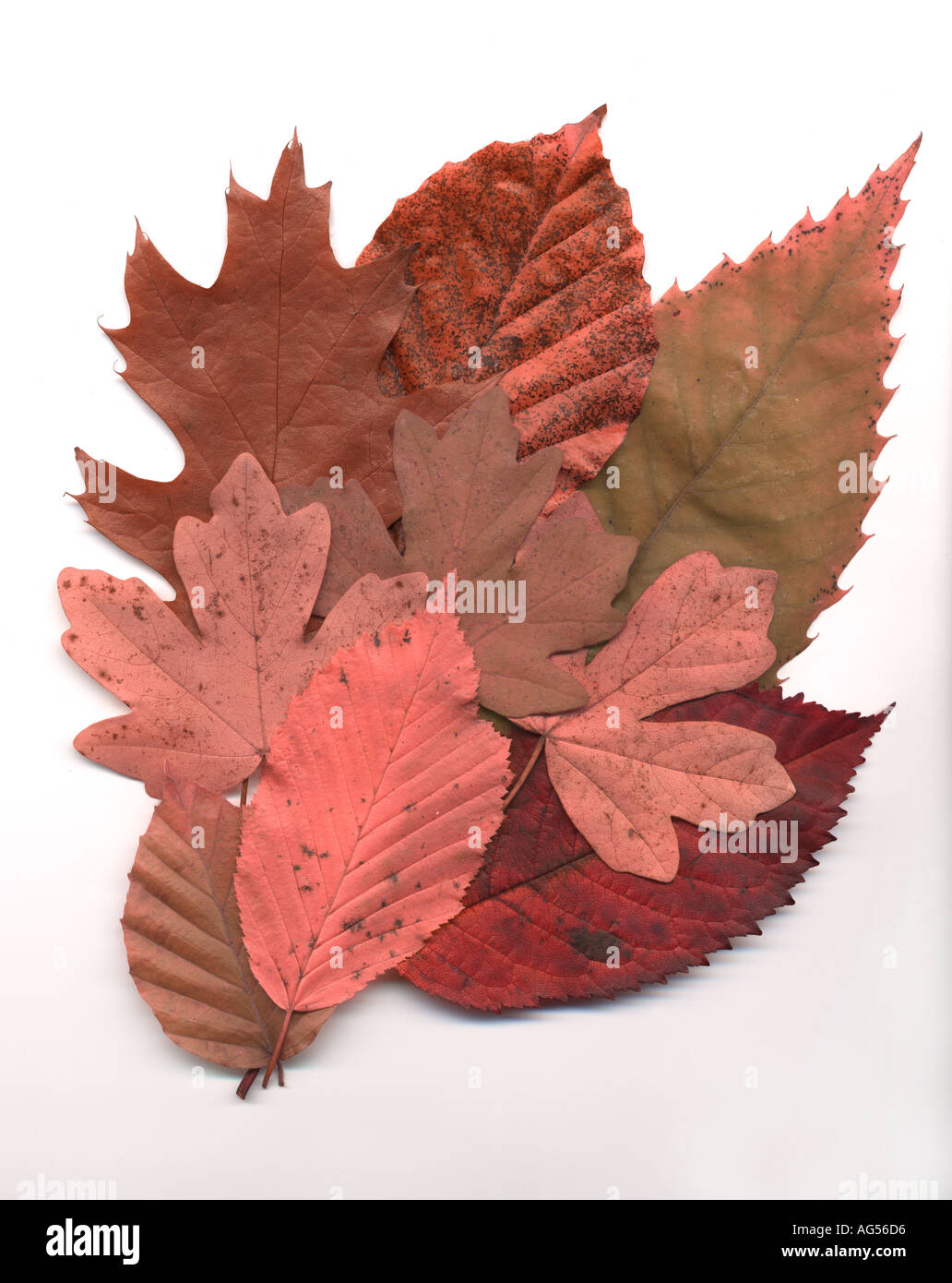 Colorato Foglie di autunno Foto Stock