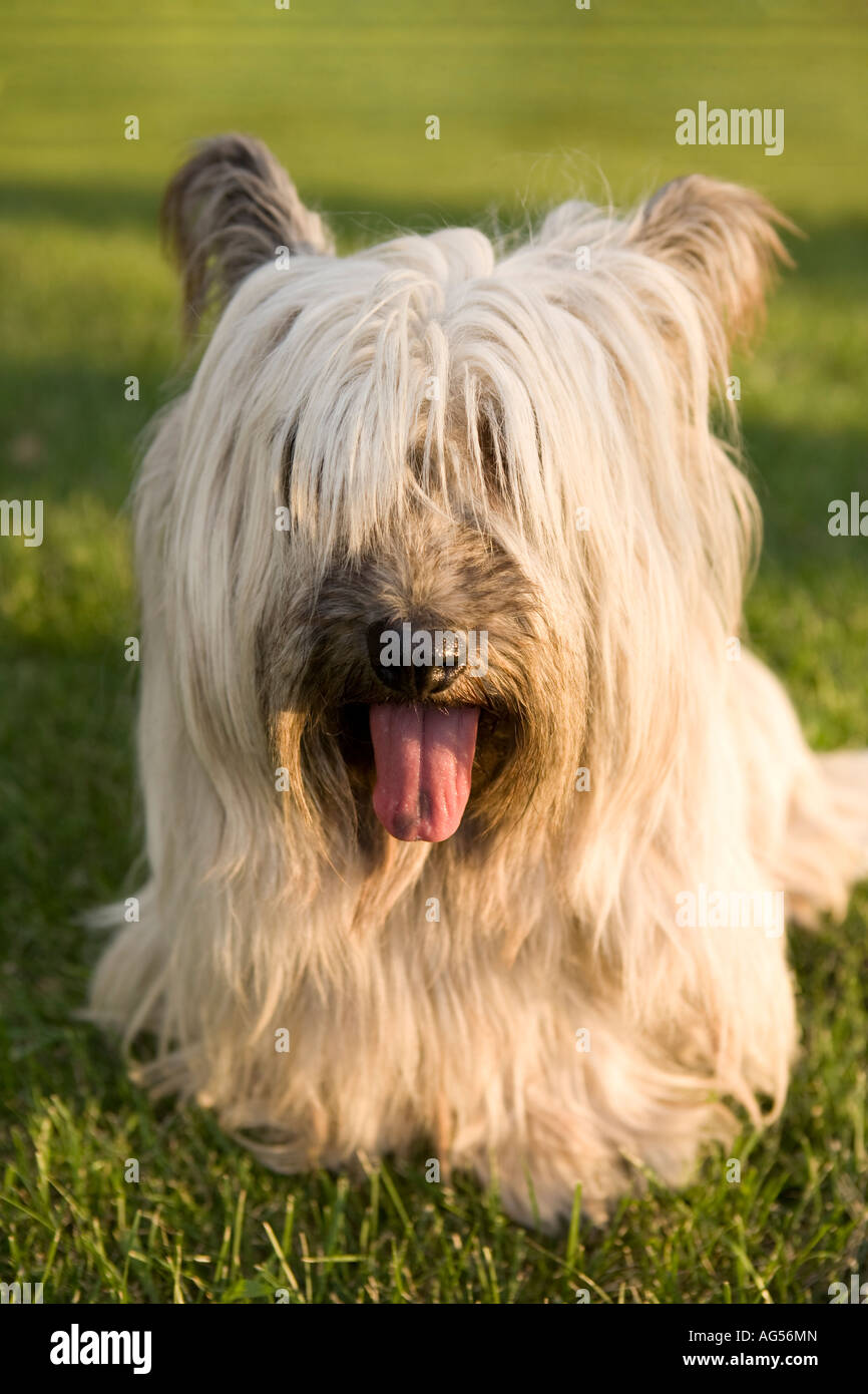 Adulto Skye Terrier cane all'aperto con la lingua di fuori erba verde sullo sfondo Foto Stock