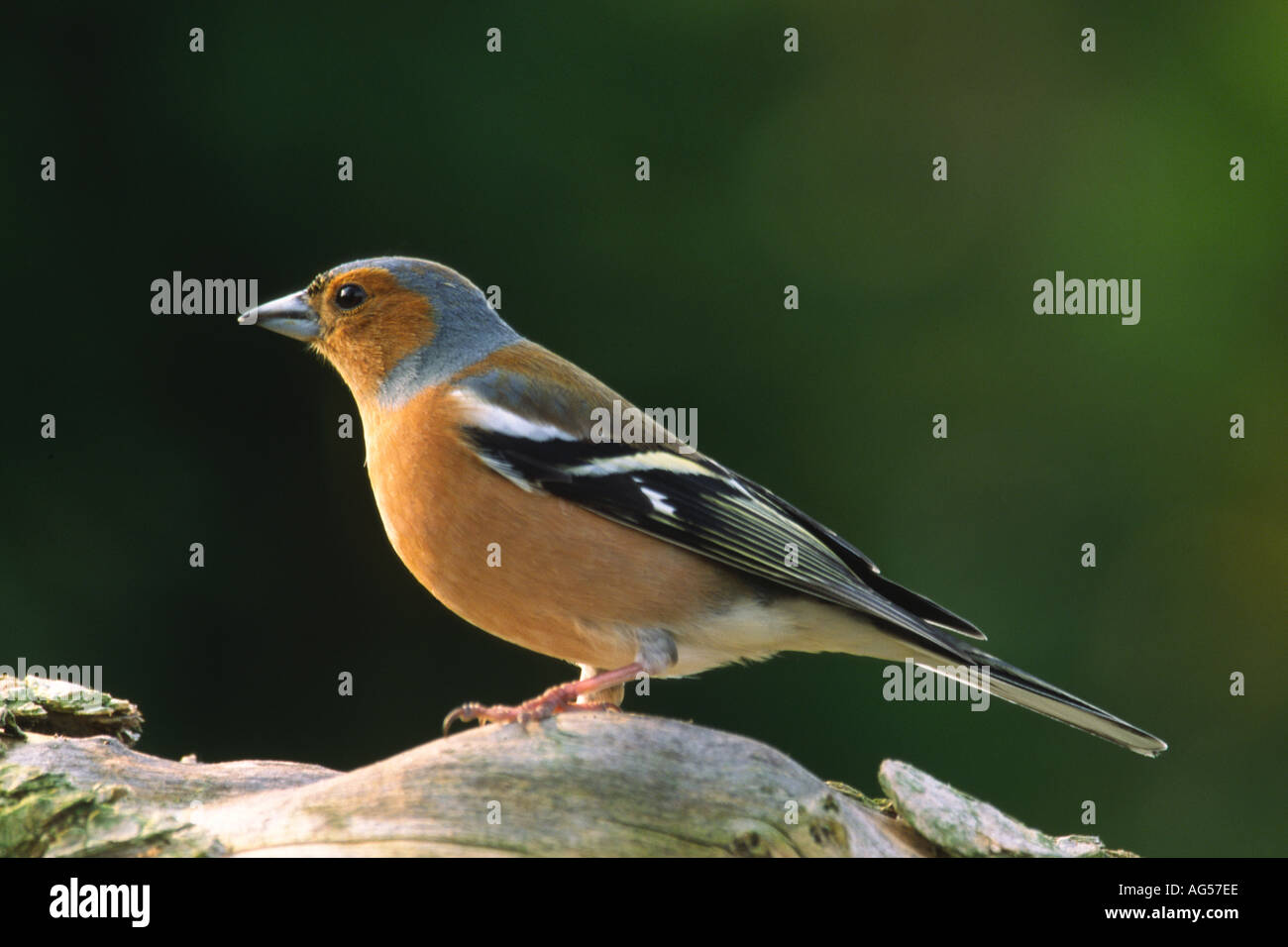 Fringuello maschio in allevamento piumaggio sul log nome latino fringilla coelebs Foto Stock