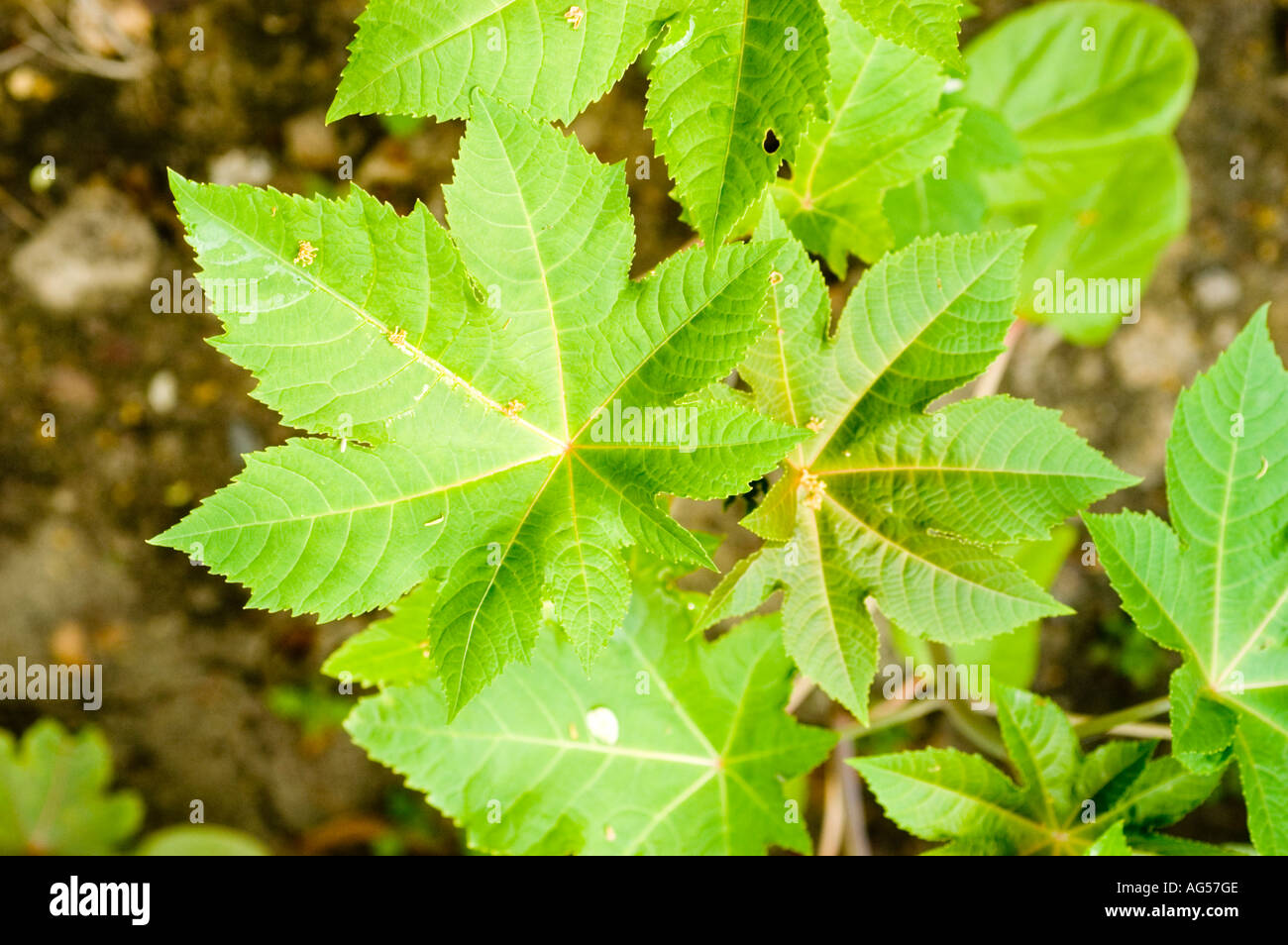 Pianta medicinale Castor Bean (Ricinus communis), nota anche come Mamona, Ricino o Mamoeiro. Primo piano di foglie di palmate verdi e vivaci in natura. Foto Stock