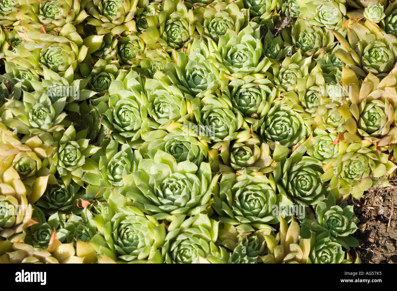 Montagna giardino di roccia pianta Piante succulente | Dicotiledoni Sempervivum hirtum subsp preisianum Foto Stock