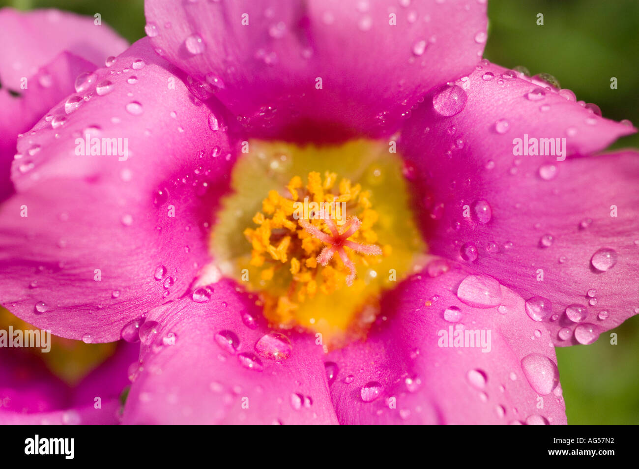 Primo piano di un fiore di rosa di muschio viola (Portulaca grandiflora) ricoperto di gocce d'acqua. Splendide Portulacaceae fioriscono in natura. Foto Stock