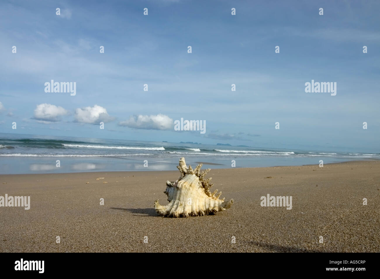 Seashell sulla spiaggia Foto Stock