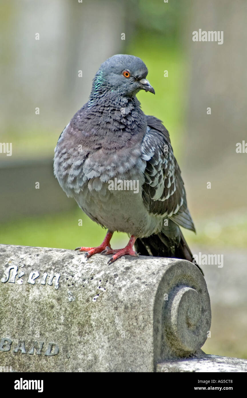 Feral Pigeon Columba livia appollaiate su una lapide in un cimitero di Londra, Regno Unito Foto Stock