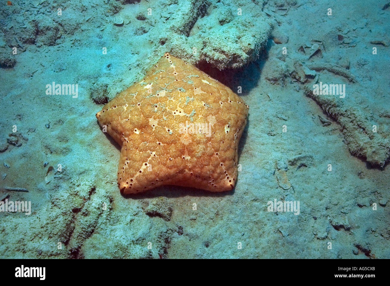 stelle marine arancioni Foto Stock