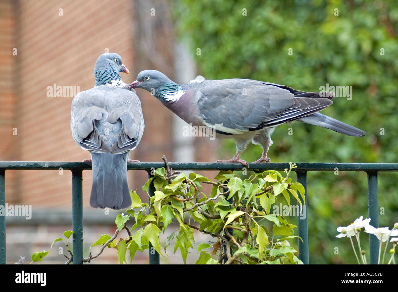 Woodpigeon ((Columba palumbus)il comportamento di corteggiamento, London, Regno Unito Foto Stock