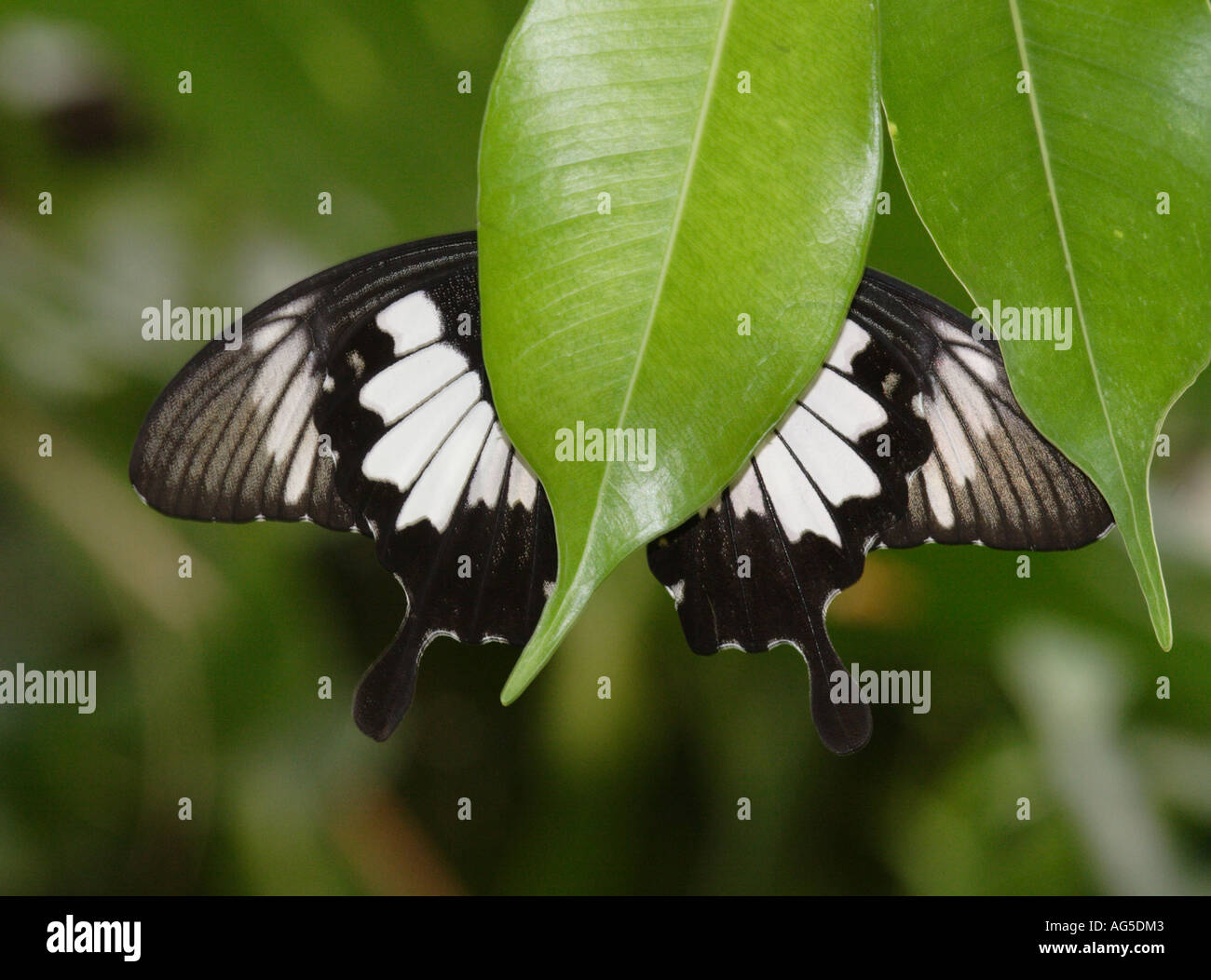 Orchard a coda di rondine, parte inferiore, Papilio aegeus, Australia Foto Stock