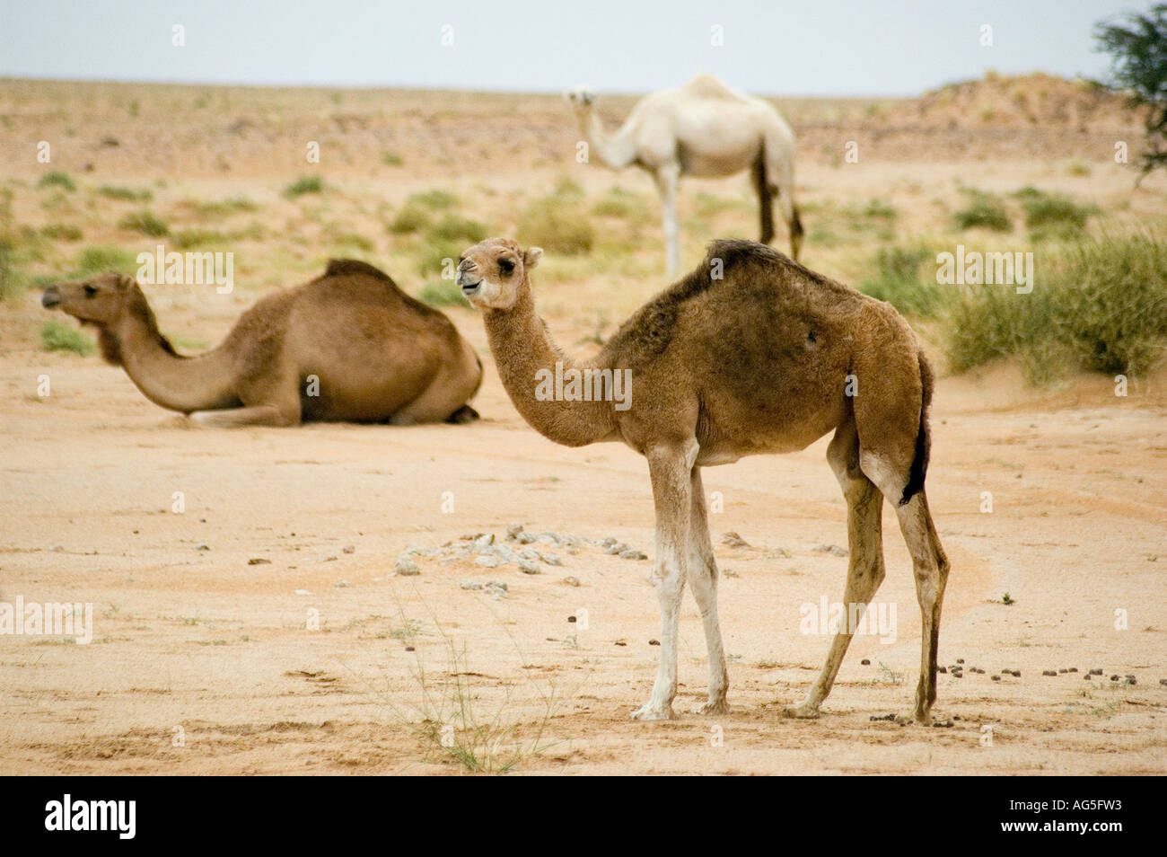 Cammelli godono di una rara del raccolto di pascolo fresco dopo docce imprevisto nel Sahara mauritano Foto Stock