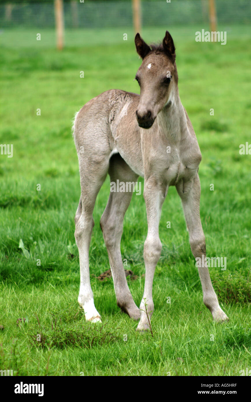 Puledro Foto Stock