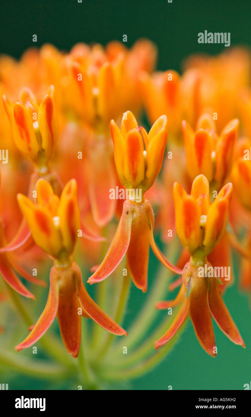 Butterfly Weed vicino a Albany Georgia Foto Stock