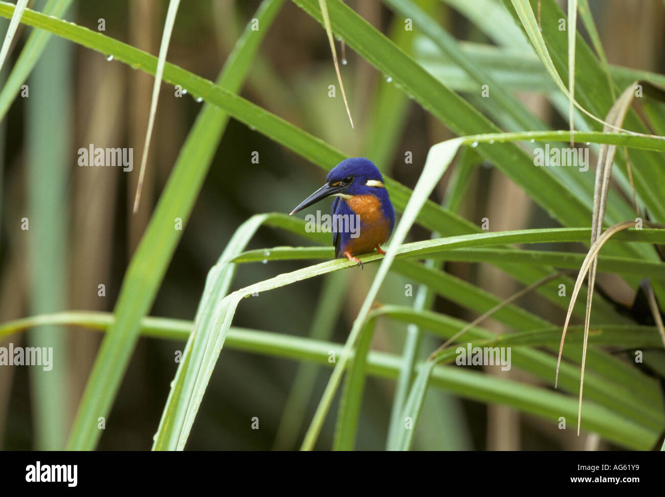 Azzurro kingfisher Alcedo azurea appollaiato Kakadu Australia Foto Stock