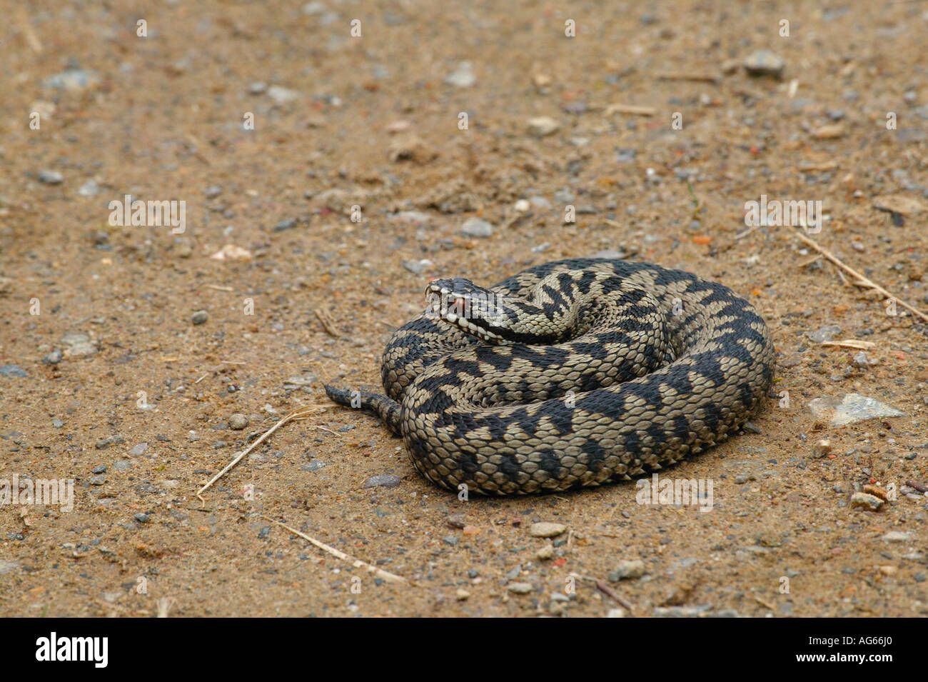 Il sommatore (Vipera berus) sul suolo sulla brughiera in Sussex, Inghilterra meridionale Foto Stock