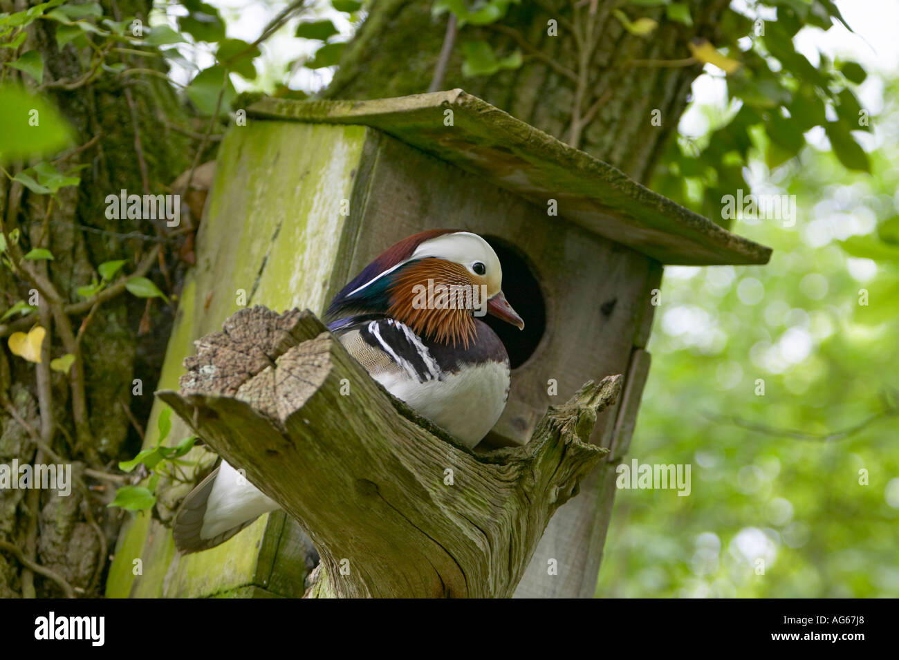 Un singolo adulto Mandarin Drake (Aix galericulata) sono ' appollaiati in albero vicino a nestbox Foto Stock