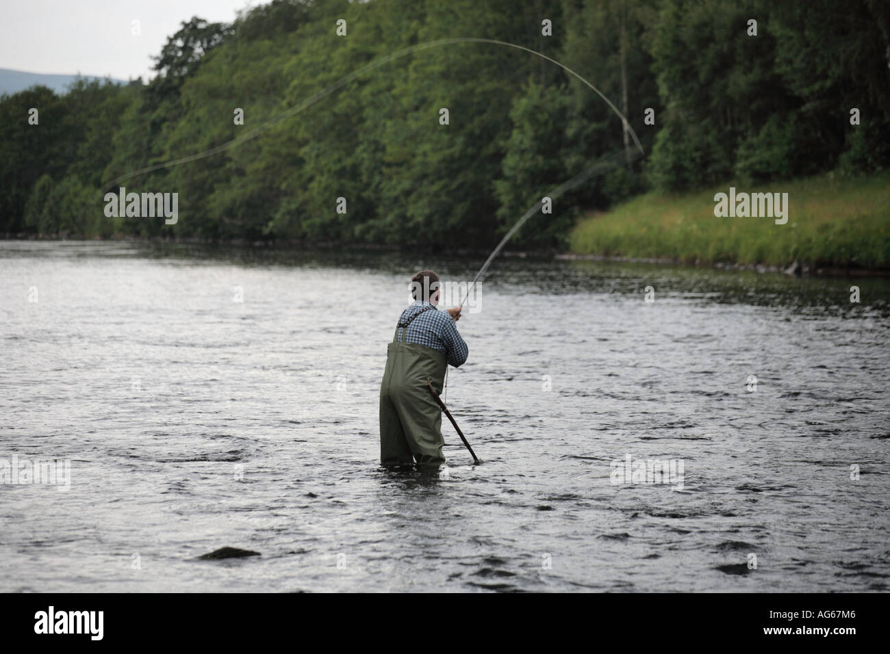 Salmone scozzese la pesca _pescatore in waders guadare il fiume Spey, Speyside, il castello di concedere beat, Scotland Regno Unito Foto Stock