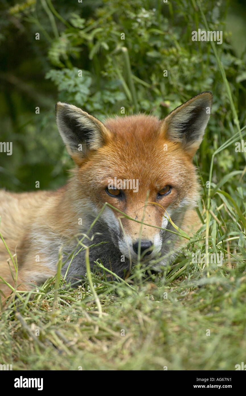 Un singolo adulto Red Fox (Vulpes vulpes vulpes) giacente rilassato in erba Foto Stock