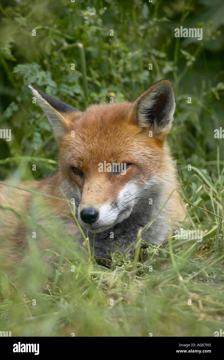 Un singolo adulto Red Fox (Vulpes vulpes vulpes) giacente rilassato in erba Foto Stock