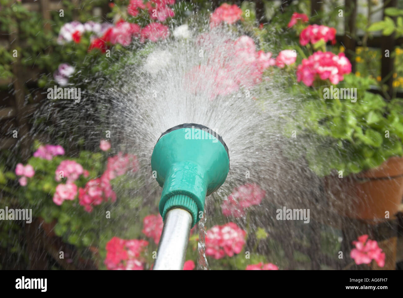 Giardiniere utilizzando acqua di rete sul tubo flessibile per acqua piante da giardino UK Luglio Foto Stock