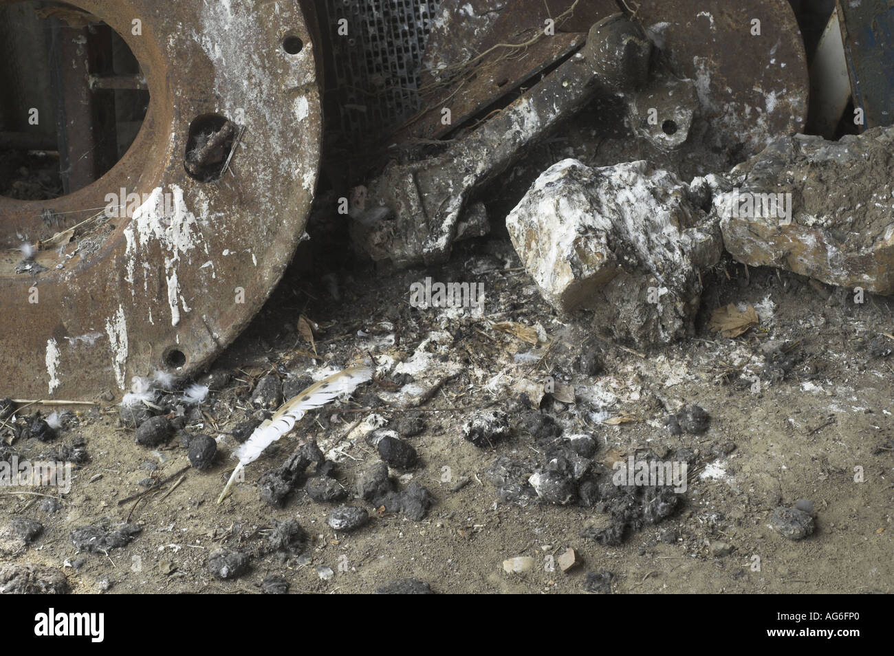 Barbagianni Tyto alba pellet al di sotto di un posatoio regolari in un capannone di trattore Norfolk UK Luglio Foto Stock