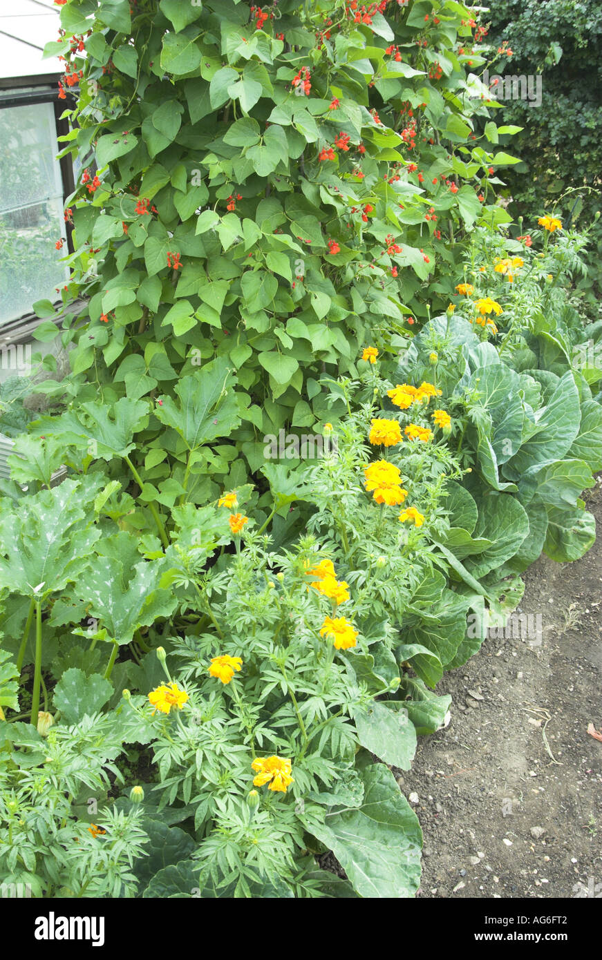 Garden vegetali Foto Stock