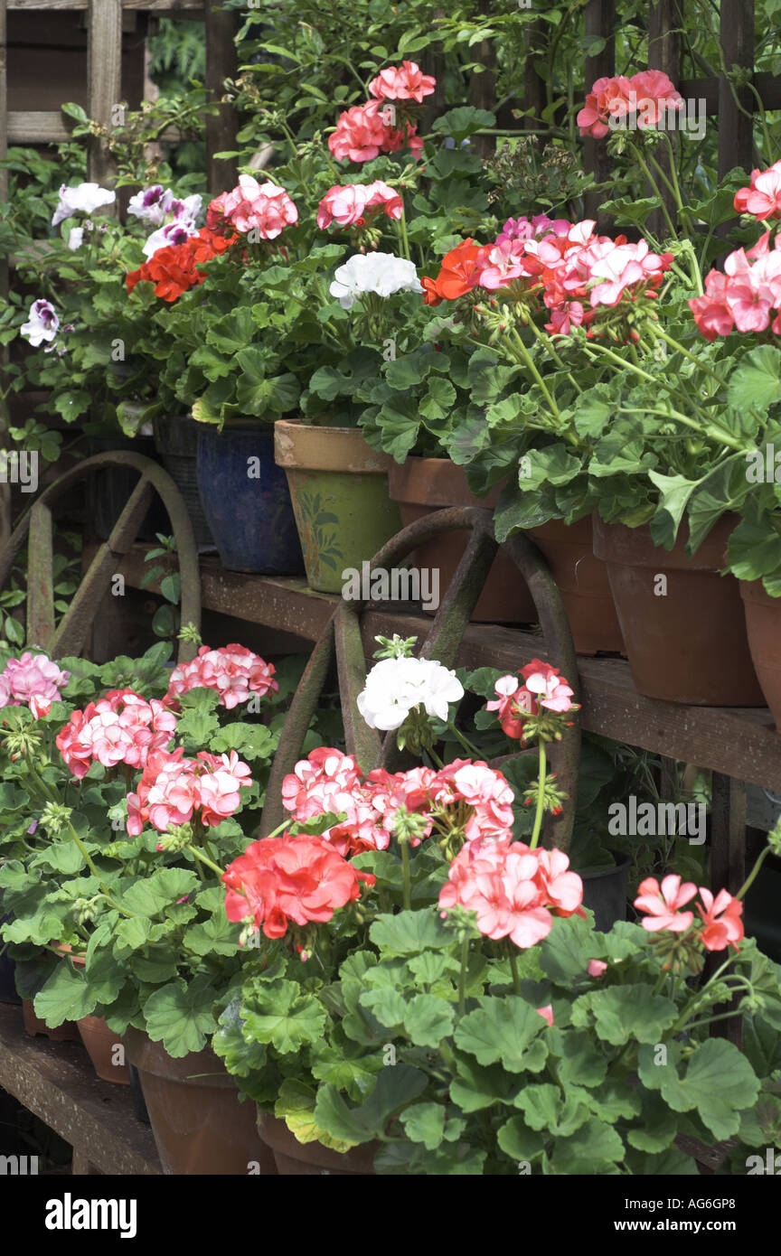 Giardino gerani in un angolo del giardino sul quadro tiered NORFOLK REGNO UNITO Giugno Foto Stock