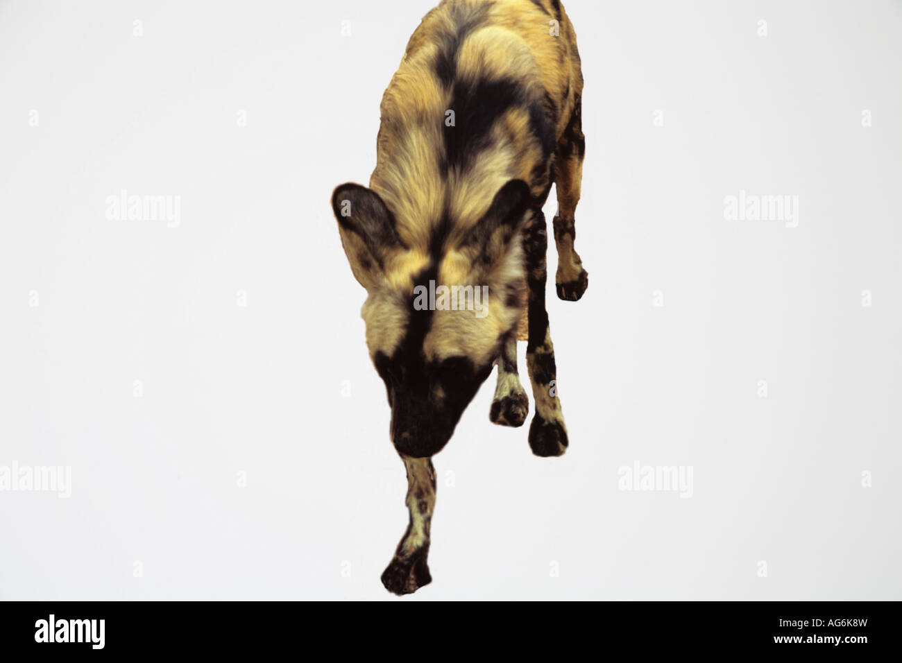 STUDIO DI UN ADULTO cane selvatico rivolto in avanti Foto Stock