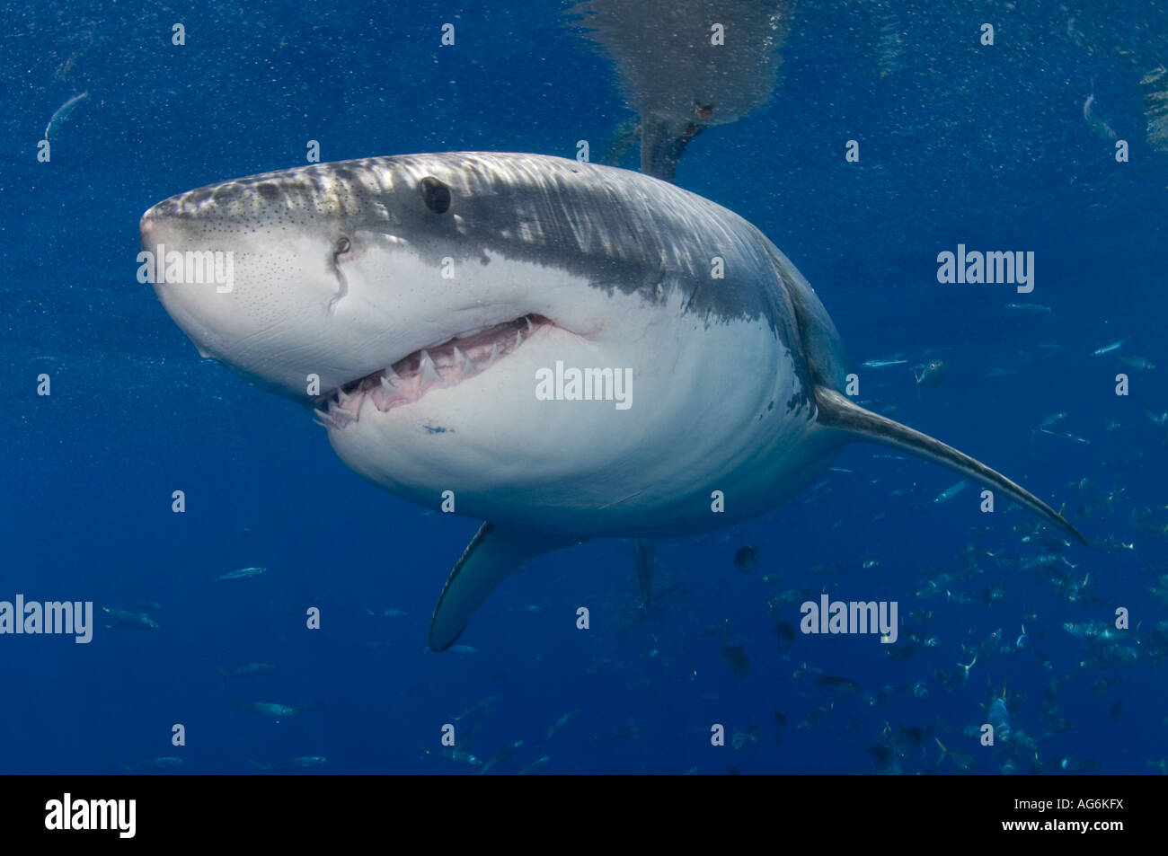 Il grande squalo bianco (Carcharodon carcharias) fotografato in Isola di Guadalupe, in Messico. Foto Stock