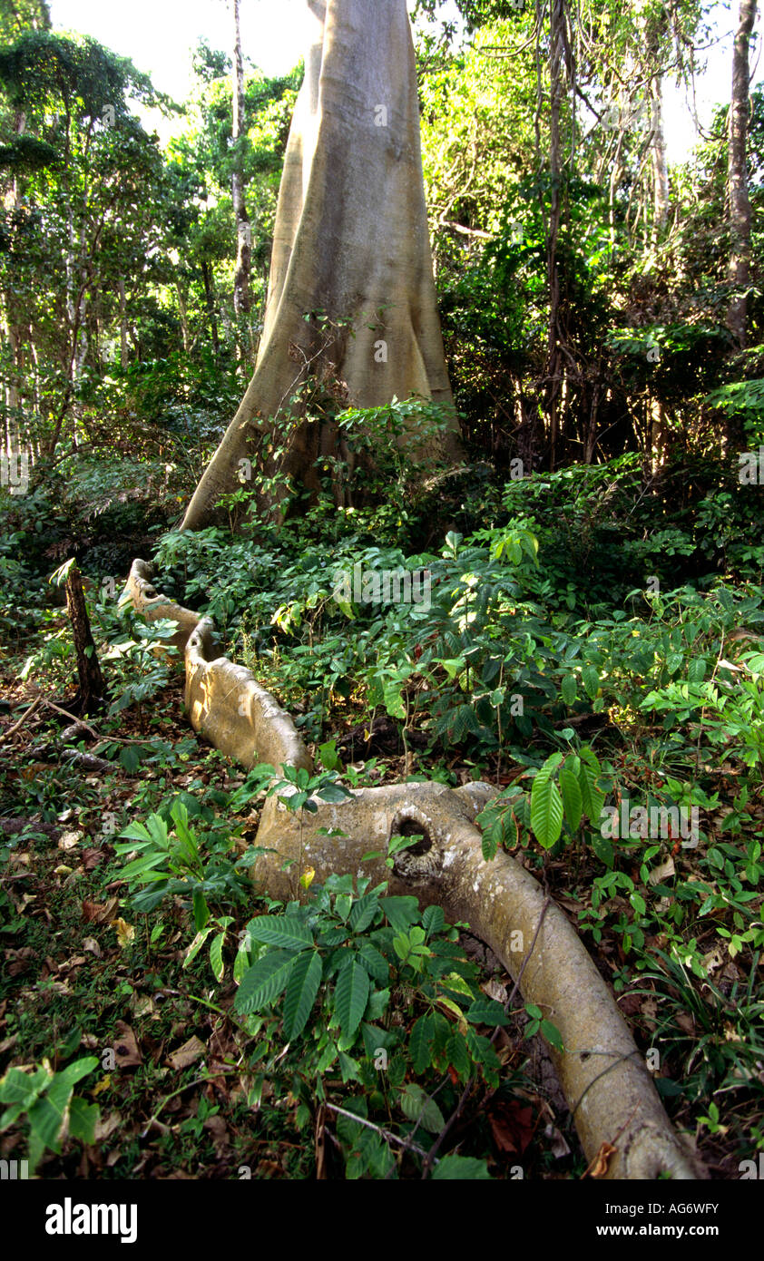 India Isole Andaman Havelock n. 7 village Radha Nagar foresta costiera di radici di alberi Foto Stock
