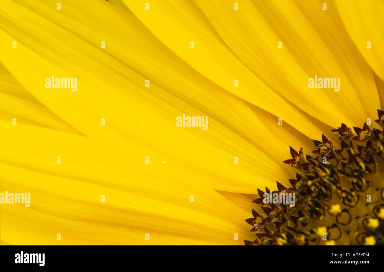 Estate fiori fotografia macro del gigante di girasole solo guardando la sua texture forma e design UK Foto Stock