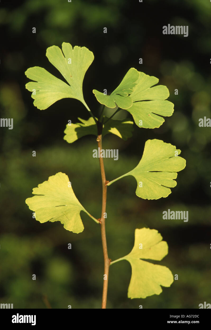 Struttura Maidenhair foglie di Ginkgo biloba girando in autunno Foto Stock