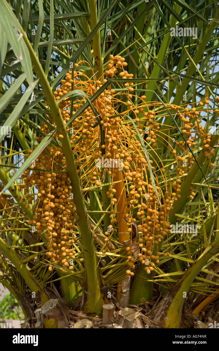 Isole Canarie Data Palm (Phoenix canariensis) La Gomera, isole Canarie, Spagna Foto Stock