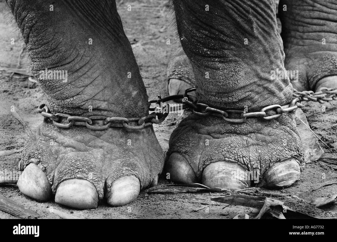 Gli elefanti gambe piedi incatenati insieme Foto Stock