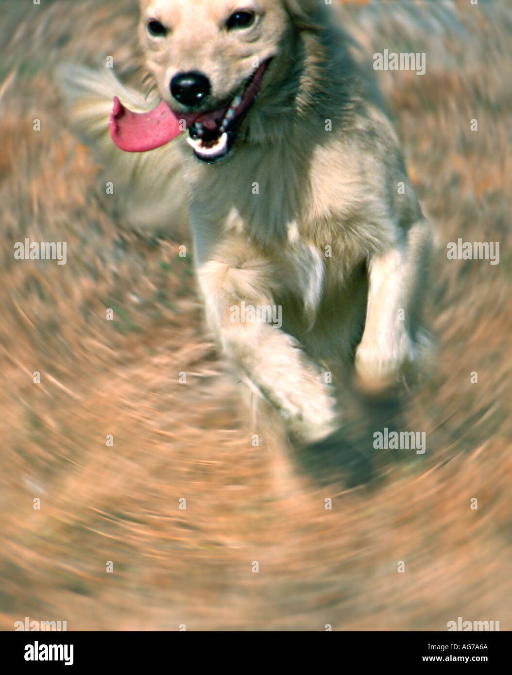 funzionamento del cane Foto Stock